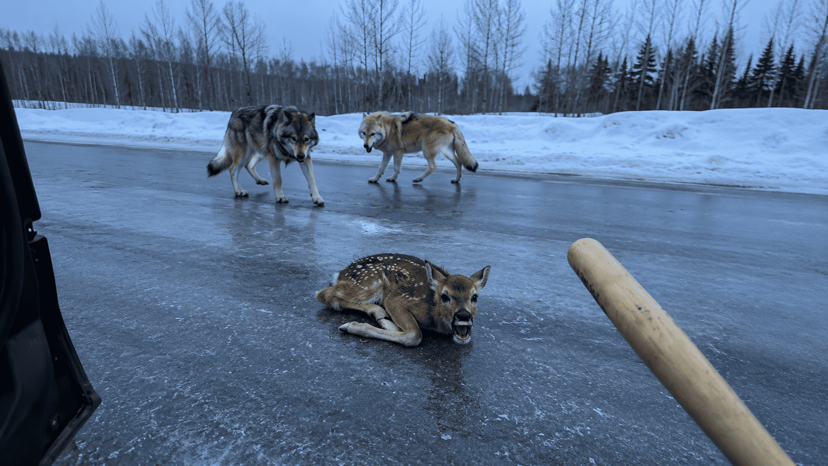 A tiny fawn lying on an icy road with two wolves circling nearby