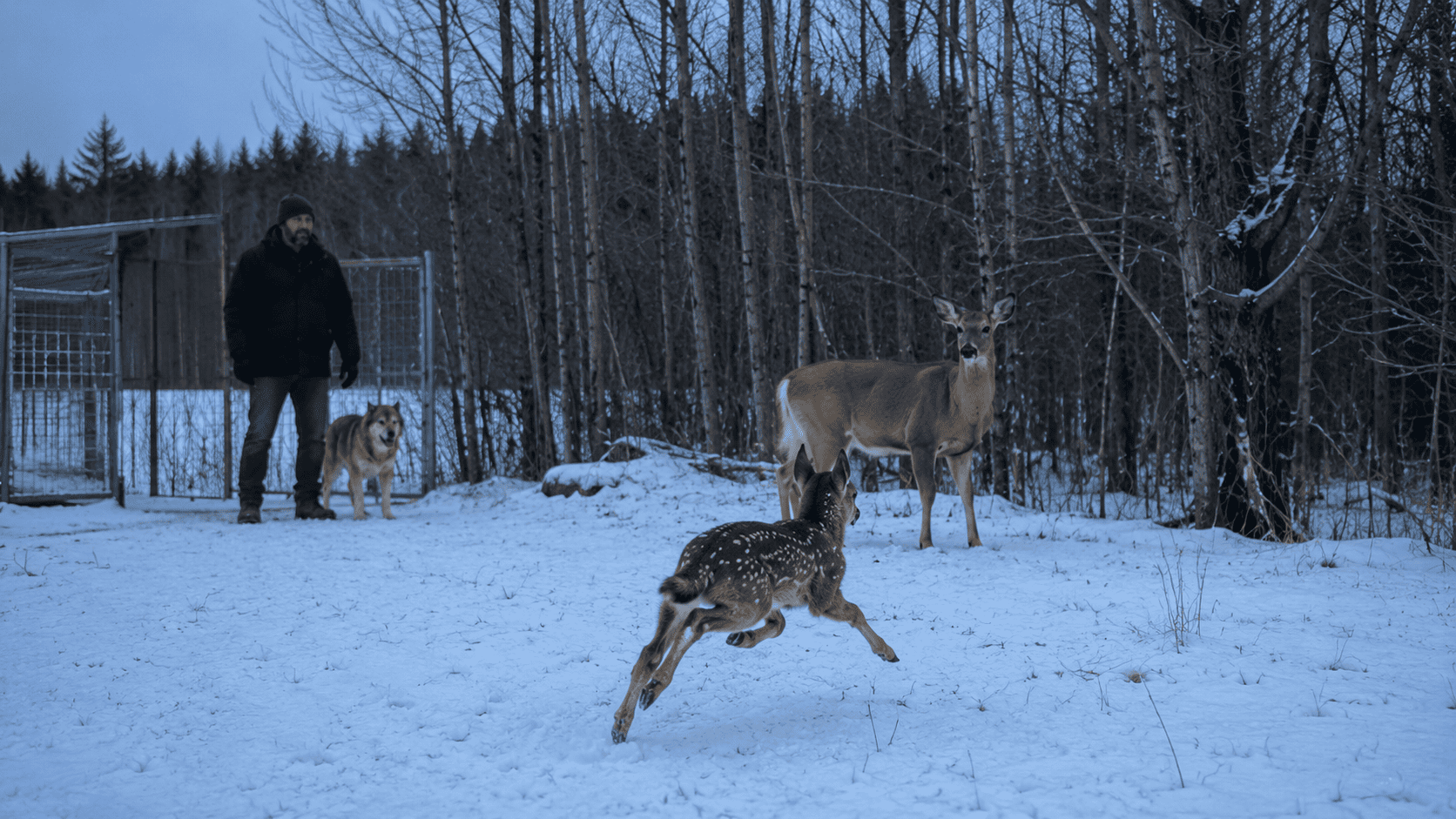 A young fawn running freely into a winter forest alongside a doe