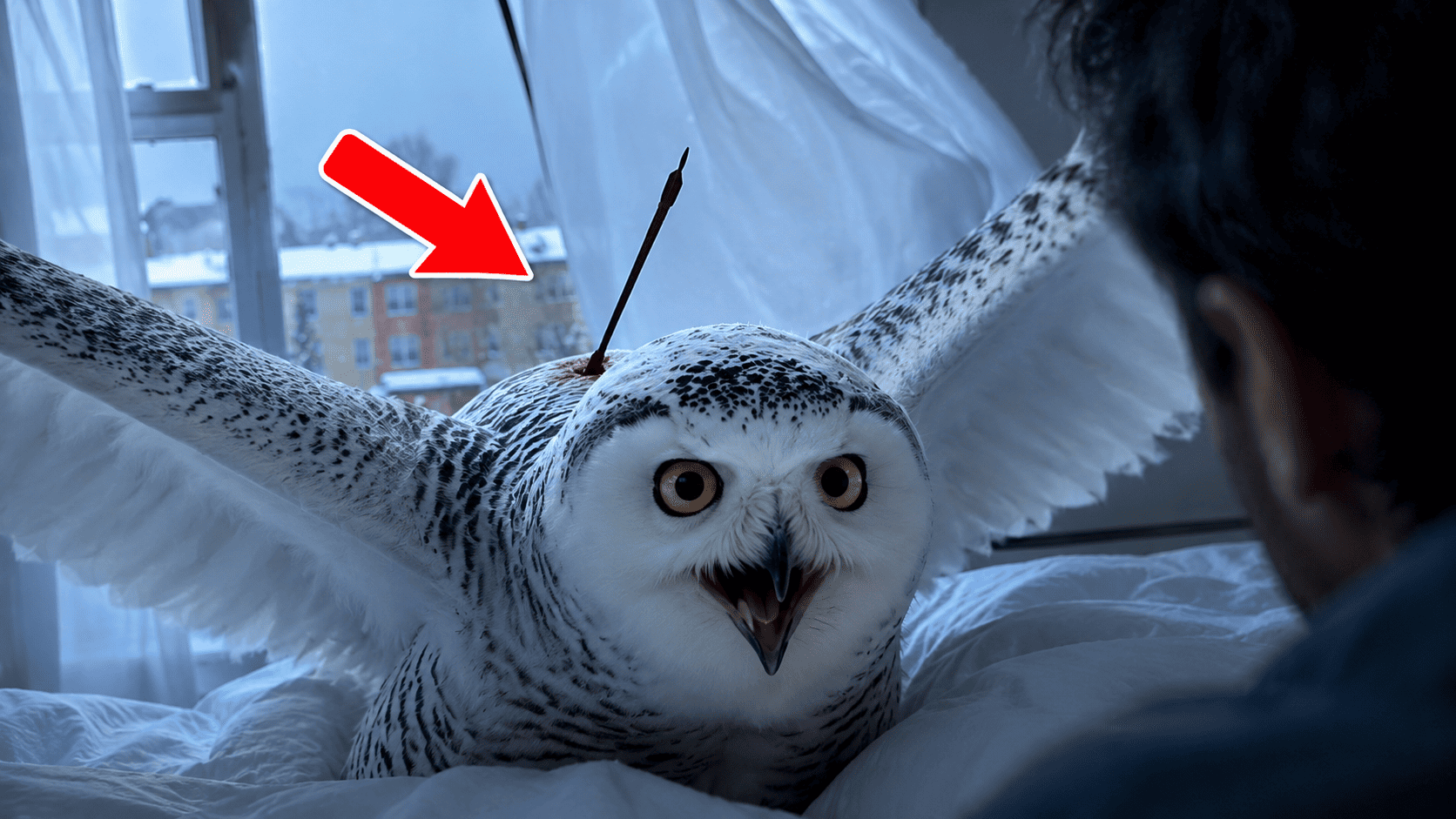 The Snowy Owl That Crashed Through My Window With an Arrow in Her Back