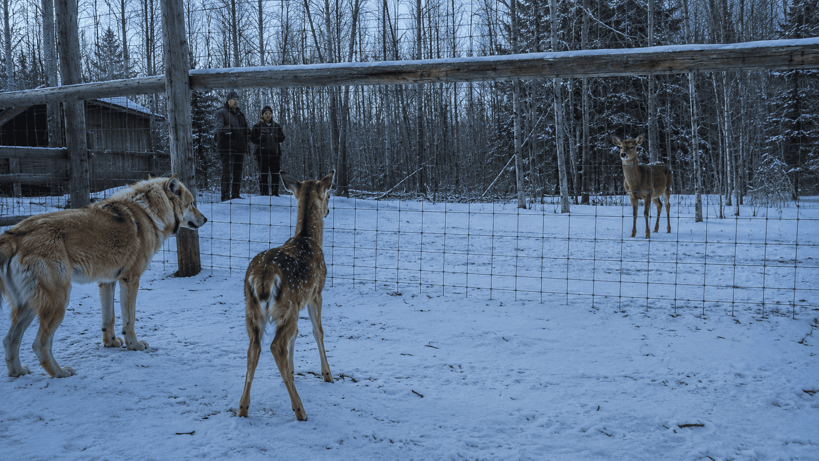 A doe standing at the edge of the woods near a fence, watching a young fawn inside a rehabilitation enclosure