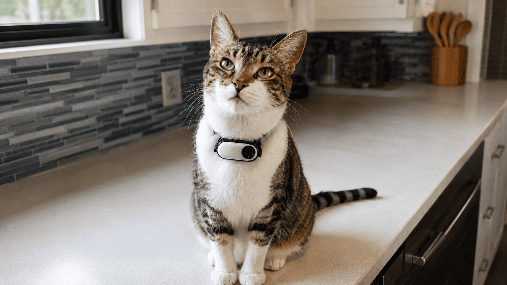 Her Cat Disappeared to the Neighbor’s House Every Night. When She Installed a Hidden Camera and Found Out Why, She Immediately Called the Cops.